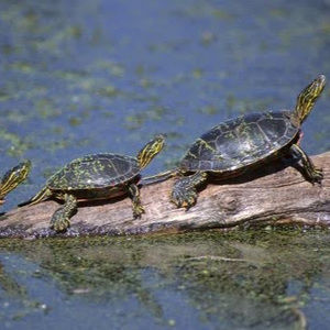 Meet your Posher, Aidan